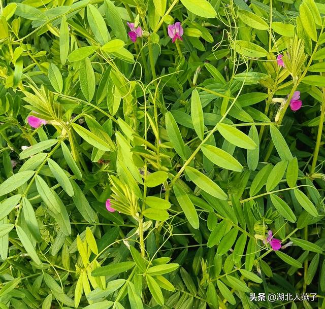 能吃的100种野菜图片莿菜的吃法，能吃的100种野菜图片哈码草图片