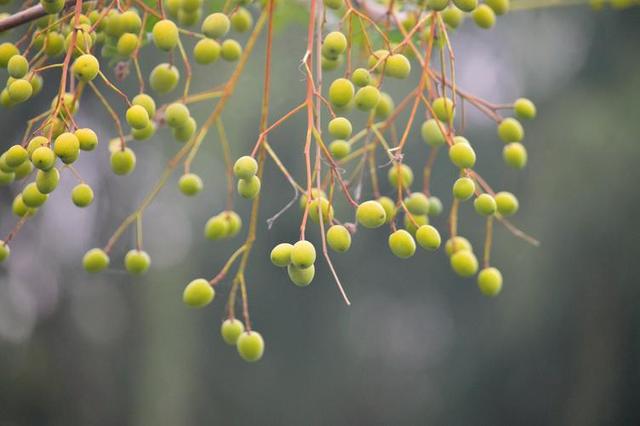 杜梨树的图片（杜梨树图片果子(第1页)）