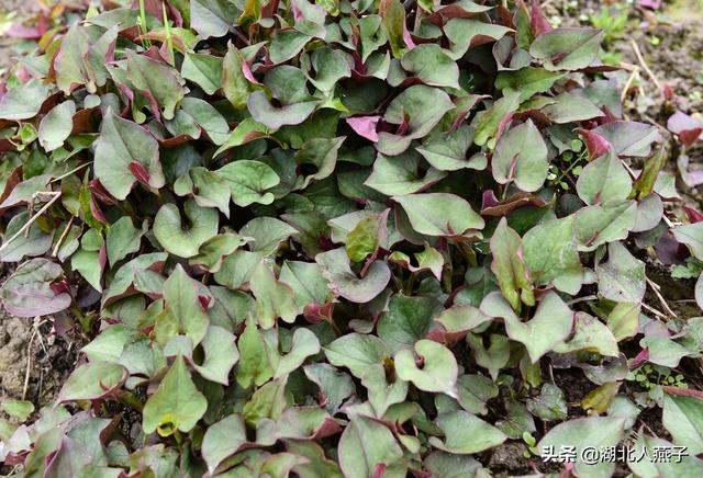 能吃的100种野菜图片莿菜的吃法，能吃的100种野菜图片哈码草图片