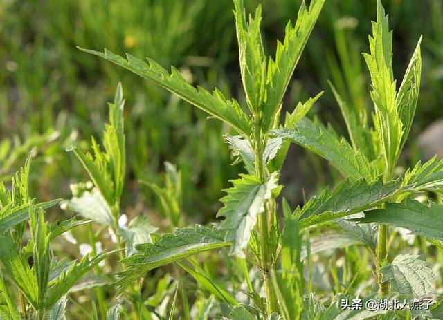 能吃的100种野菜图片莿菜的吃法，能吃的100种野菜图片哈码草图片