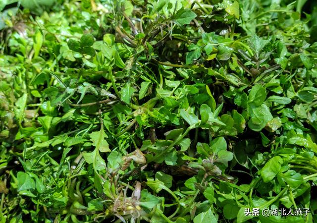 能吃的100种野菜图片莿菜的吃法，能吃的100种野菜图片哈码草图片