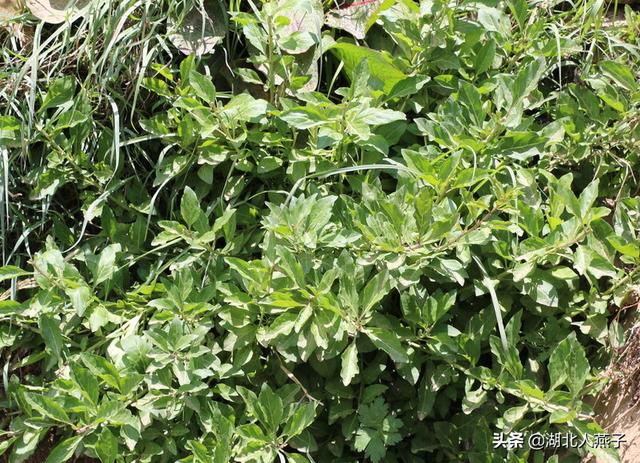 能吃的100种野菜图片莿菜的吃法，能吃的100种野菜图片哈码草图片