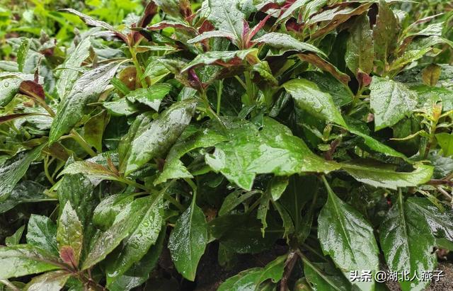 能吃的100种野菜图片莿菜的吃法，能吃的100种野菜图片哈码草图片