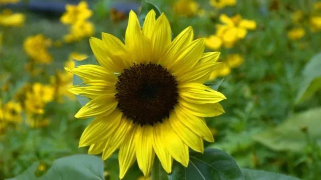 向日葵花语经典话语入目无他人（向日葵花语经典话语英文）