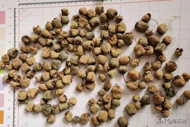 未来5年稀缺中药材地黄（未来5年稀缺中药材湖北省）