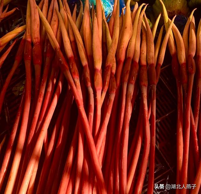 能吃的100种野菜图片莿菜的吃法，能吃的100种野菜图片哈码草图片
