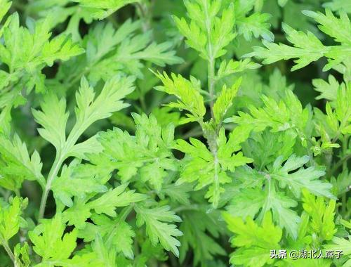 能吃的100种野菜图片莿菜的吃法，能吃的100种野菜图片哈码草图片