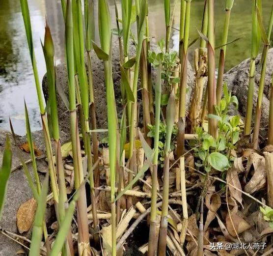 能吃的100种野菜图片莿菜的吃法，能吃的100种野菜图片哈码草图片