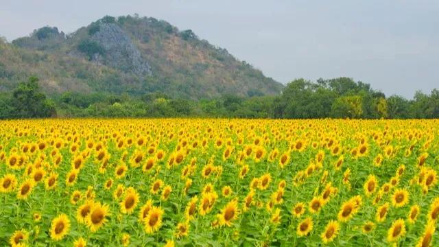 向日葵花语经典话语入目无他人（向日葵花语经典话语英文）