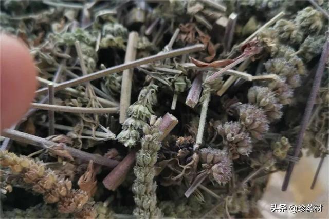 未来5年稀缺中药材地黄（未来5年稀缺中药材湖北省）