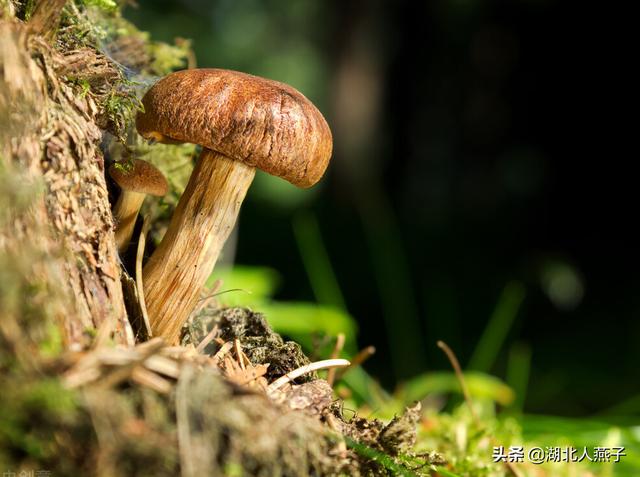 能吃的100种野菜图片莿菜的吃法，能吃的100种野菜图片哈码草图片