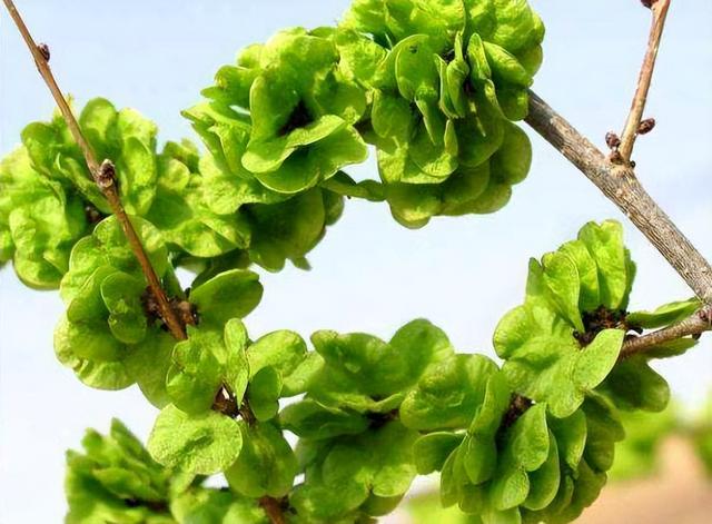 杜梨树的图片（杜梨树图片果子(第1页)）