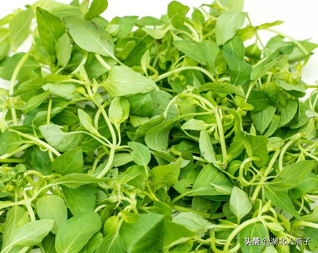 能吃的100种野菜图片莿菜的吃法，能吃的100种野菜图片哈码草图片