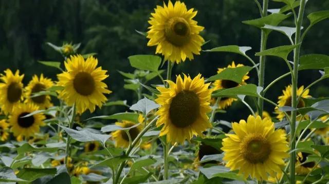 向日葵花语经典话语入目无他人（向日葵花语经典话语英文）