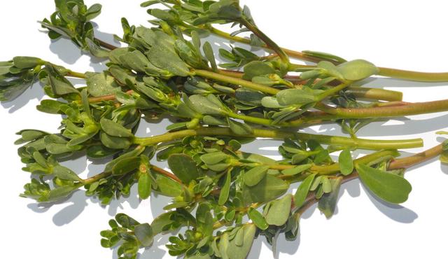 能吃的100种野菜图片莿菜的吃法，能吃的100种野菜图片哈码草图片