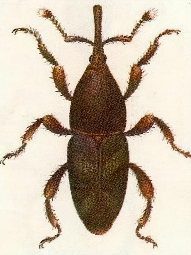 匹诺曹是什么意思啊,匹诺曹的意思