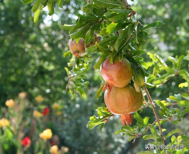 石榴的寓意和象征的俗语，石榴的寓意和象征的诗句