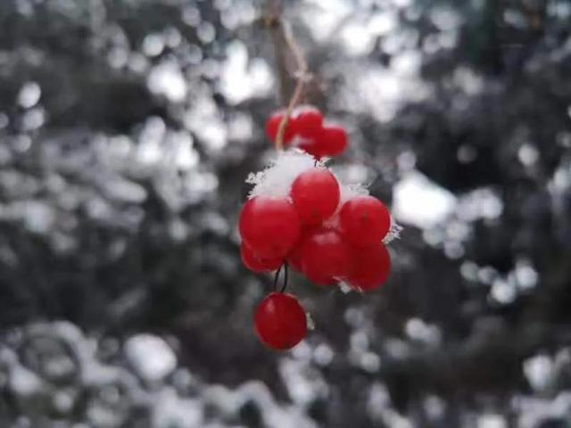 华为seaal10是什么型号的手机，型号为seaal10什么手机