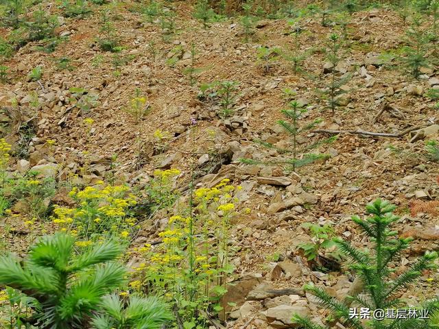广西杉木原木价格多少钱一方，杉木原木价格多少钱一方知乎