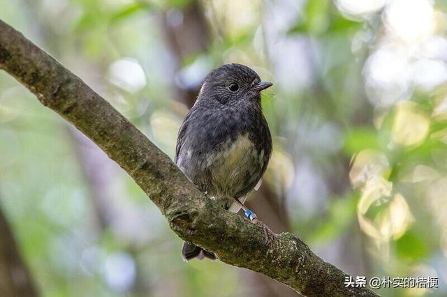 世界珍稀动物仅剩一只大熊猫，世界珍稀动物仅剩一只狗