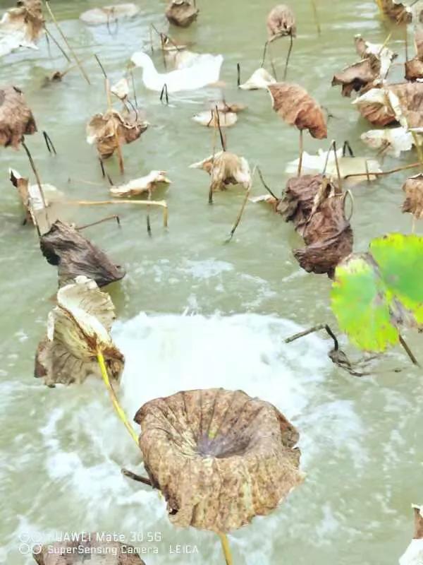 华为seaal10是什么型号的手机，型号为seaal10什么手机