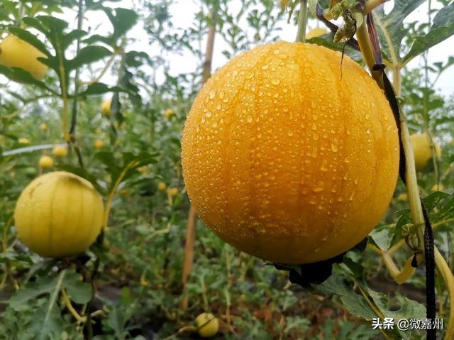 冰淇淋西瓜是什么品种图片大全，冰淇淋西瓜是什么品种图片介绍