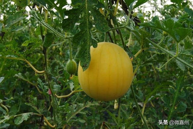 冰淇淋西瓜是什么品种图片大全，冰淇淋西瓜是什么品种图片介绍