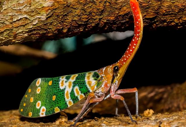 匹诺曹是什么意思啊,匹诺曹的意思