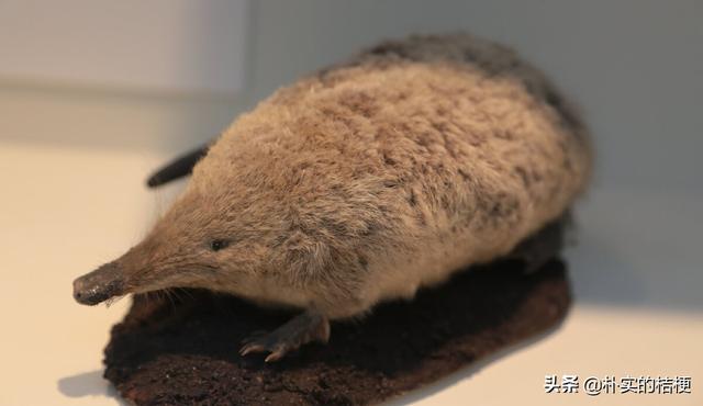 世界珍稀动物仅剩一只大熊猫，世界珍稀动物仅剩一只狗