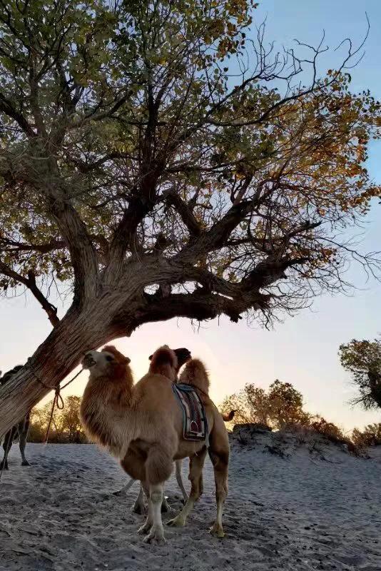 华为seaal10是什么型号的手机，型号为seaal10什么手机