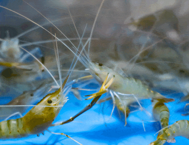 海虾种类大全图片，海虾种类大全价格