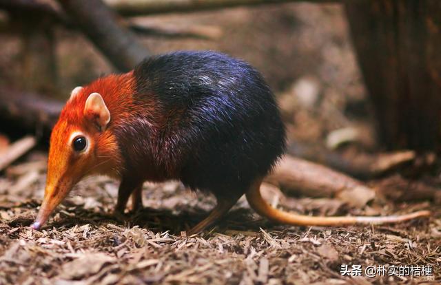 世界珍稀动物仅剩一只大熊猫，世界珍稀动物仅剩一只狗