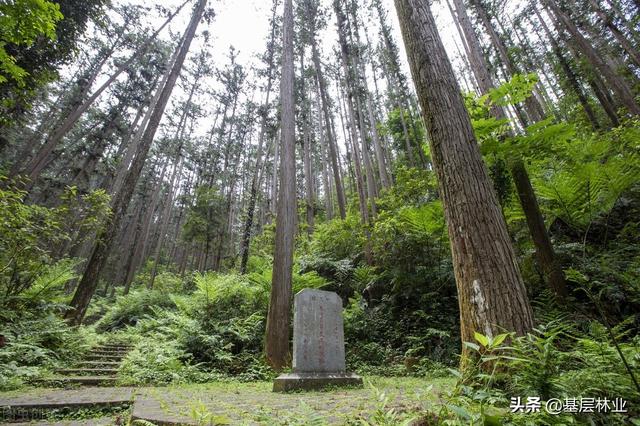 广西杉木原木价格多少钱一方，杉木原木价格多少钱一方知乎