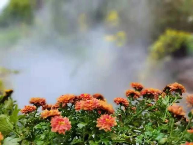 华为seaal10是什么型号的手机，型号为seaal10什么手机