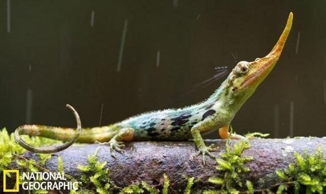 匹诺曹是什么意思啊,匹诺曹的意思