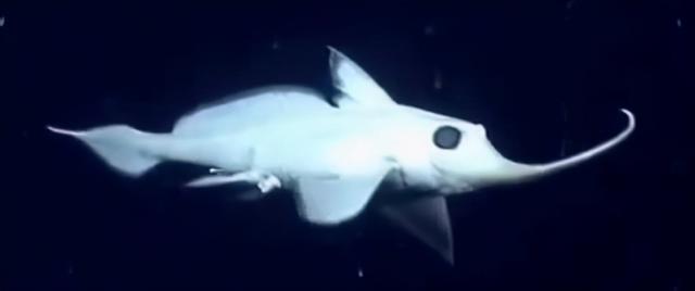 匹诺曹是什么意思啊,匹诺曹的意思