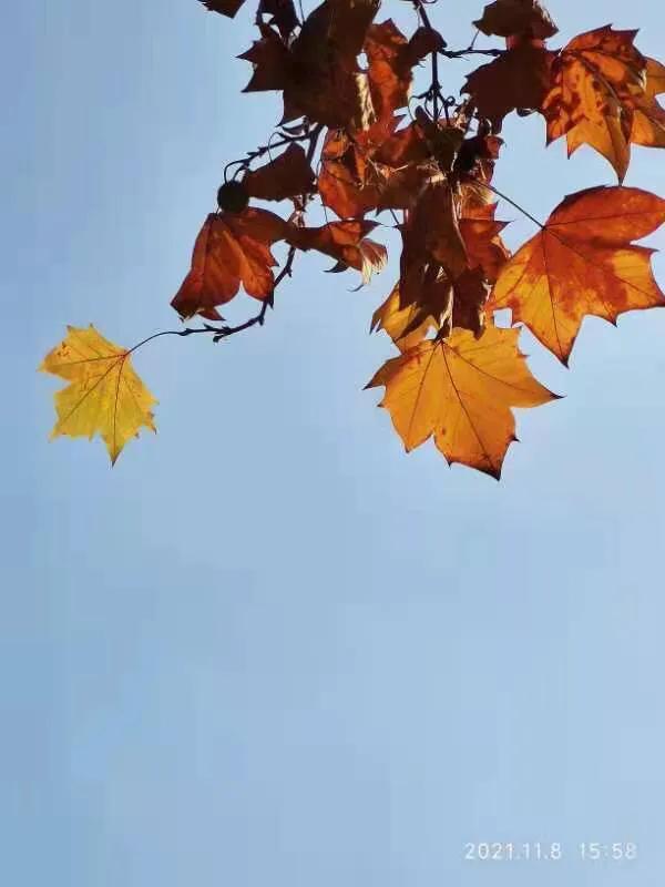 华为seaal10是什么型号的手机，型号为seaal10什么手机