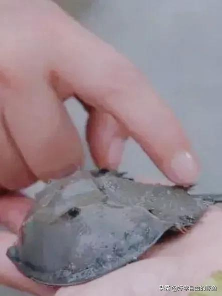 海洋活化石中华鲎怎么读，活化石 鲎怎么读