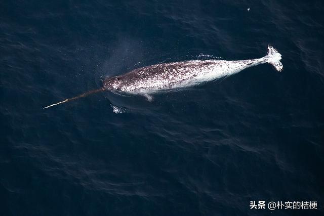 世界珍稀动物仅剩一只大熊猫，世界珍稀动物仅剩一只狗