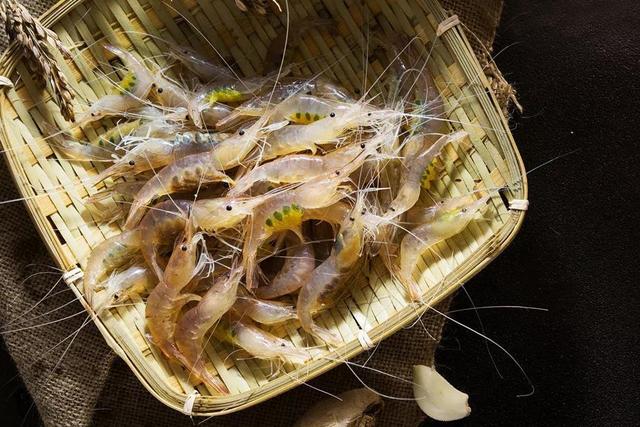 海虾种类大全图片，海虾种类大全价格