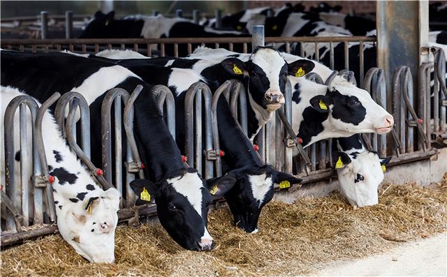 0个农村办厂项目农村办厂5011阅读，30个农村办厂项目工业园"