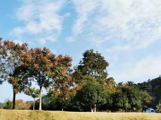 华为seaal10是什么型号的手机，型号为seaal10什么手机