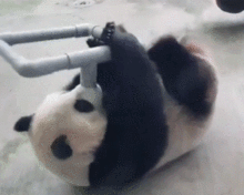 大熊猫为什么叫大熊猫这个名字一句，大熊猫的名字为什么叫大熊猫