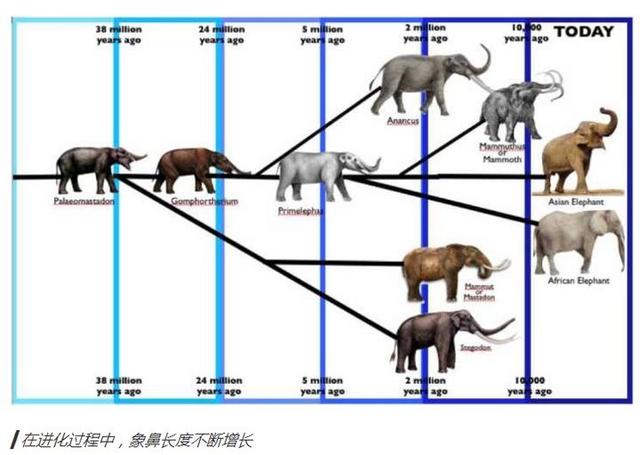匹诺曹是什么意思啊,匹诺曹的意思