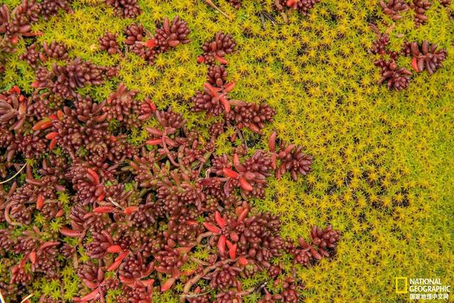 马航中国科学家名单，马航上的八名科学家研究的什么