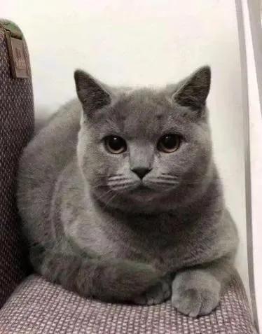 铲屎官是啥意思，铲屎官是啥意思网络用语