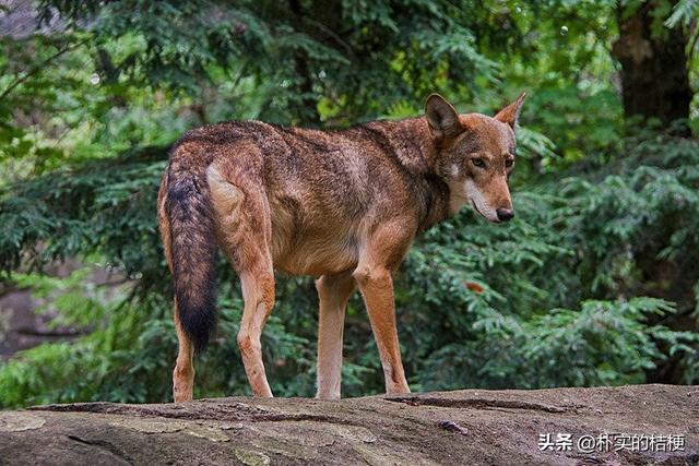 世界珍稀动物仅剩一只大熊猫，世界珍稀动物仅剩一只狗