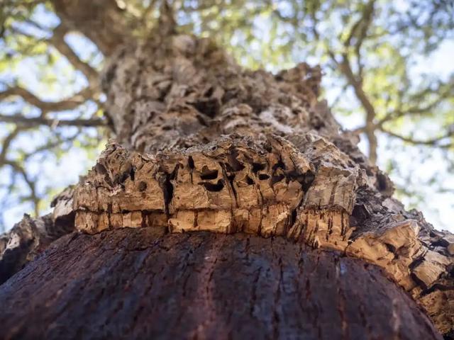 塞肛门的药怎么塞进去，墙里的木塞怎么拔出来