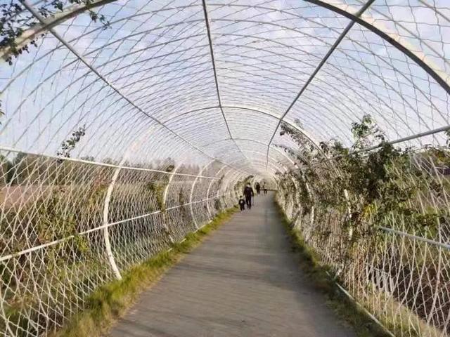 华为seaal10是什么型号的手机，型号为seaal10什么手机