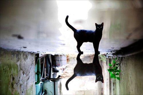 长毛黑猫是什么品种，大耳朵黑猫是什么品种